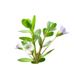 Bacopa monnieri