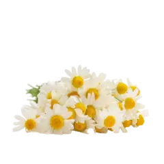 Chamomile Extract