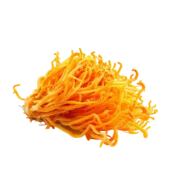 Cordyceps sinensis