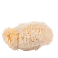 Lion’s Mane