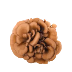 Maitake