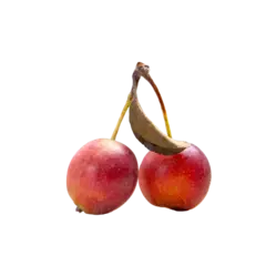 Montmorency Cherry