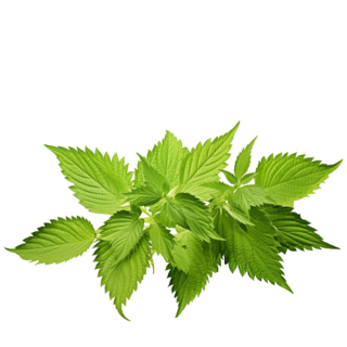 Nettle Leaf Extract