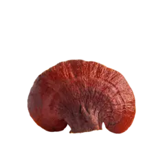 Reishi