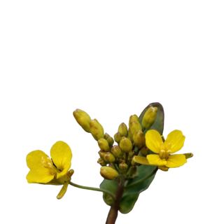 Tribulus Terrestris