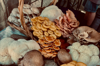Mushroom supplements: Lion's Mane, Reishi & beyond